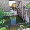 images/animali/Carpe Koi.jpg