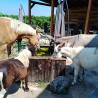 images/animali/Cavalli.jpg