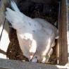 images/animali/Gallina che cova.jpg