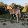 images/animali/Isabel.jpg