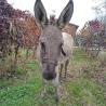 images/animali/Stella l'asinella.jpg