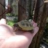 images/animali/tartarughe.jpg